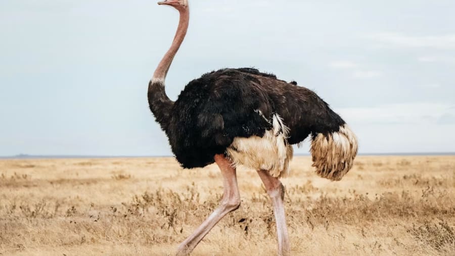 Ostrich
