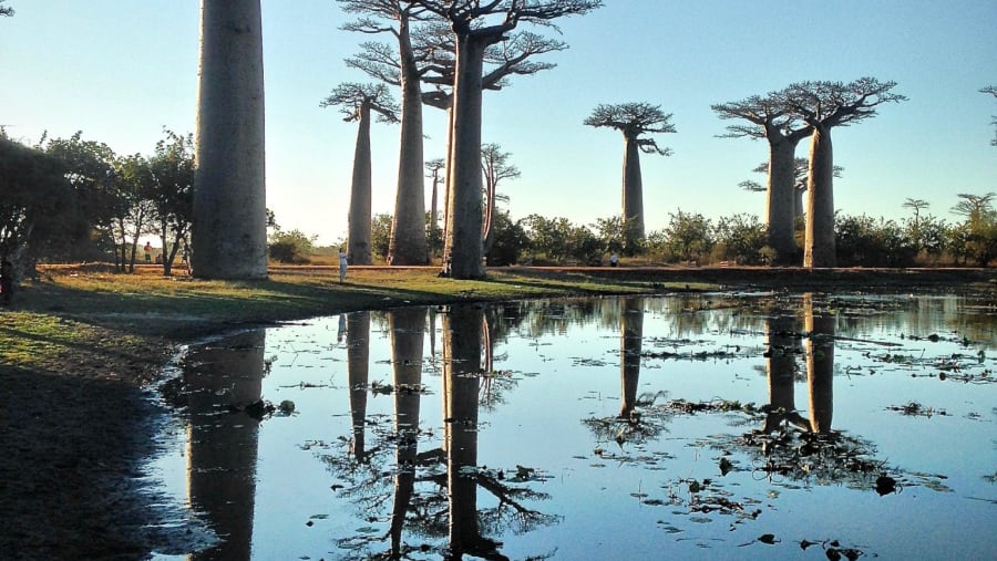 Avenue of the Baobabs