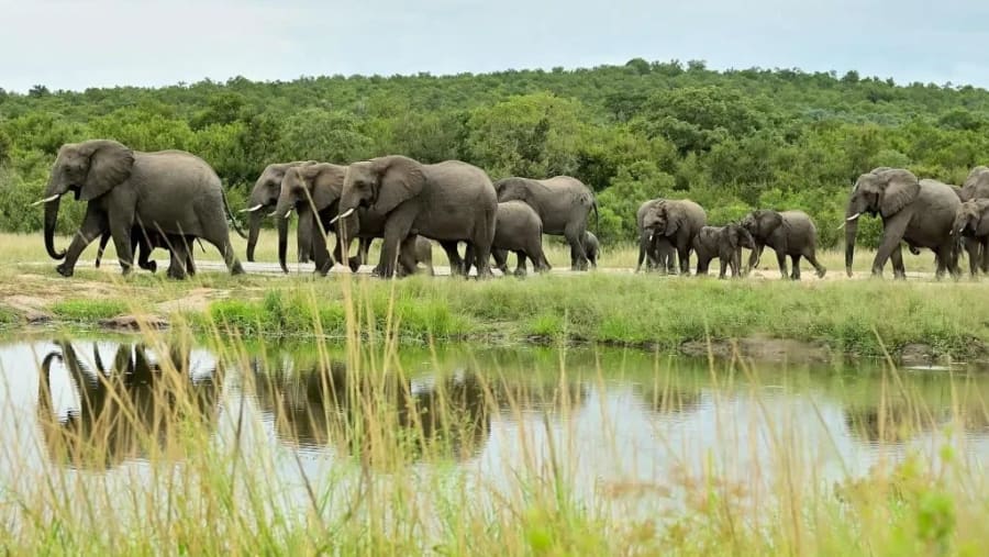 Uganda African Elephant
