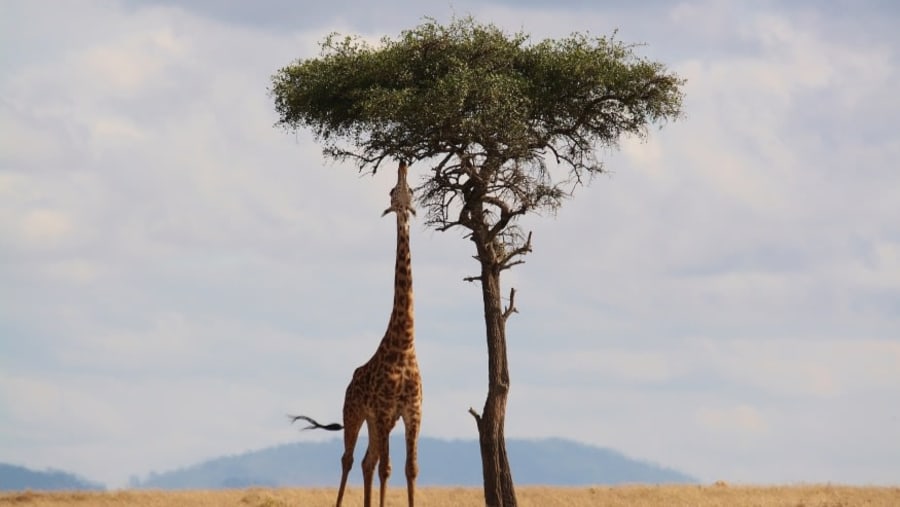 Giraffe in the wild
