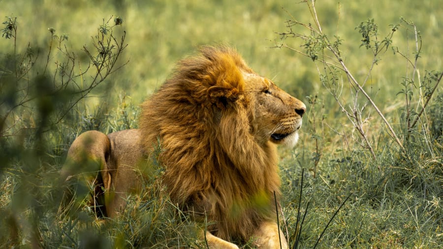 REFINED SAFARI & COASTAL BLISS