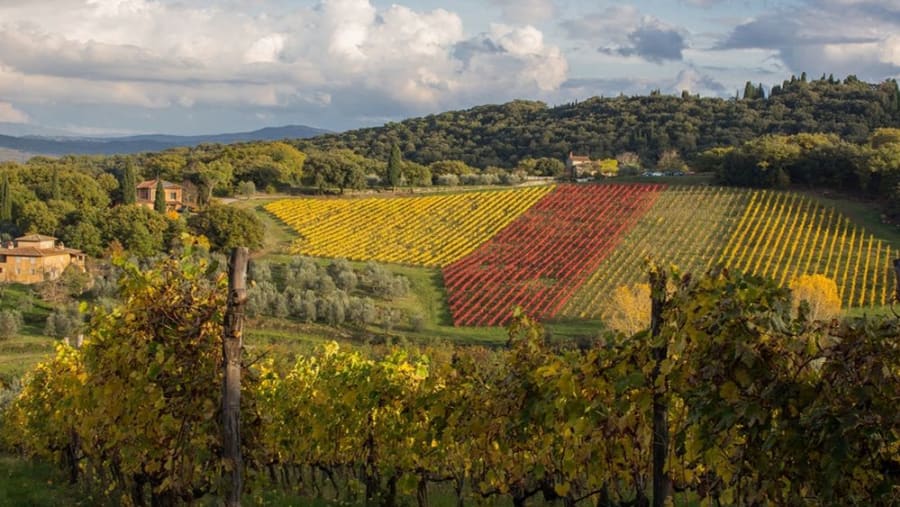 Vineyards for Miles
