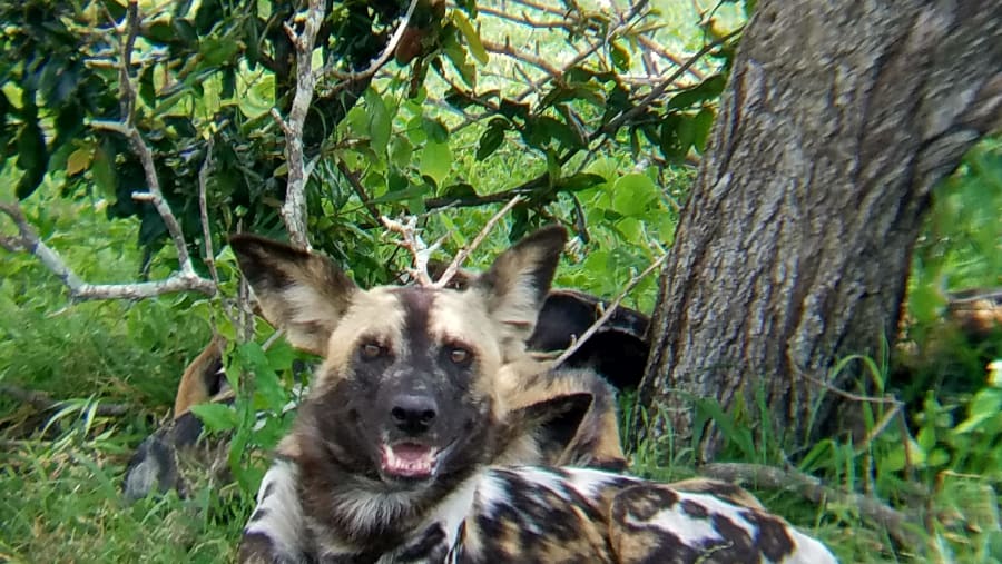 Wild dog resting