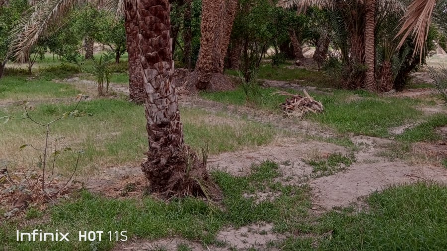 Oasis of ksar Ghilan