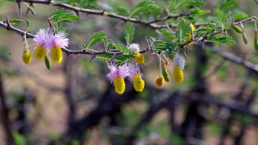 Venture to Pilanesberg