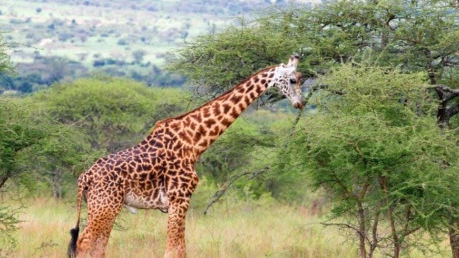 Giraffe in the Akagera National Park