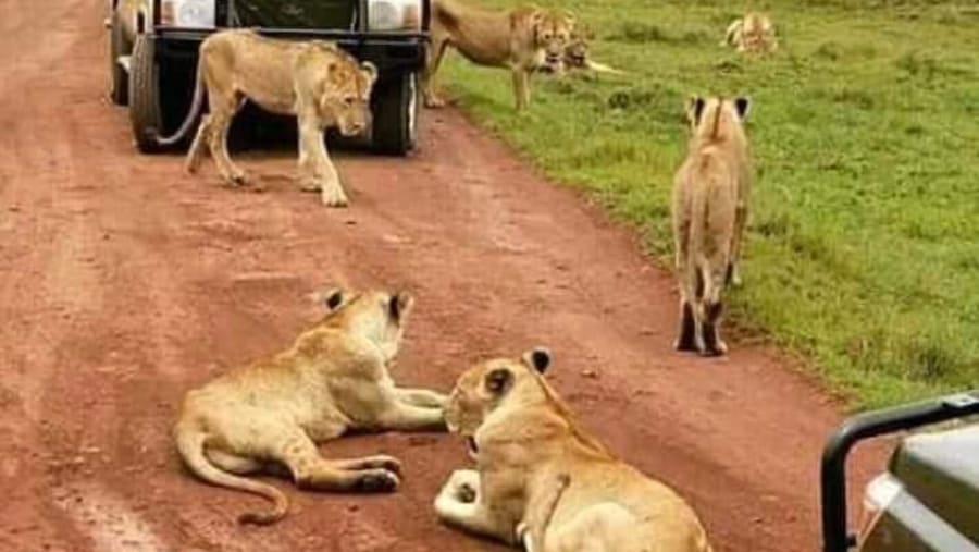 Wildlife Experience