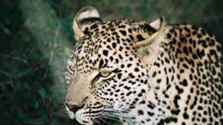 Leopard in Masai Mara