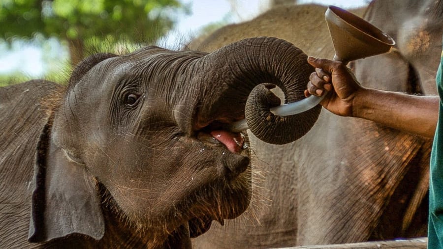 Feeding time for the elephants at Pinnawala