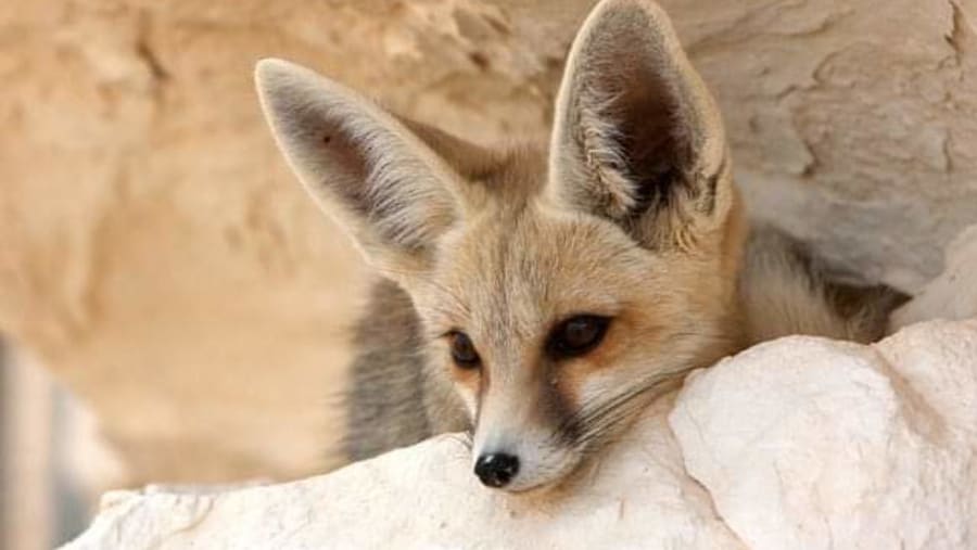 Rüppell's fox