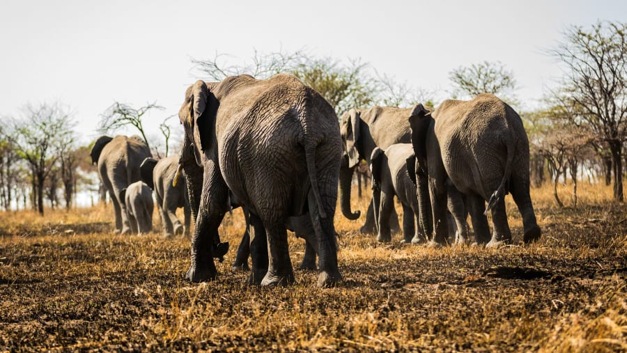 Elephants at Serengeti National Park