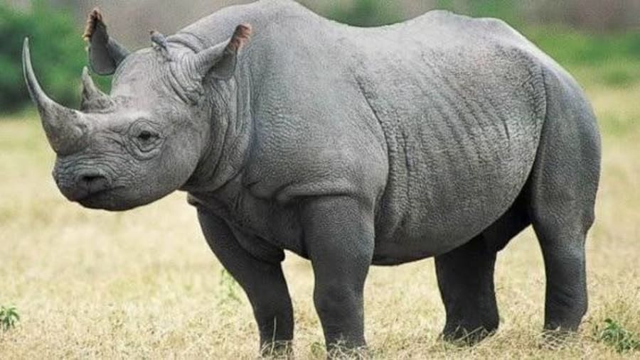 African Heartbeat Escape