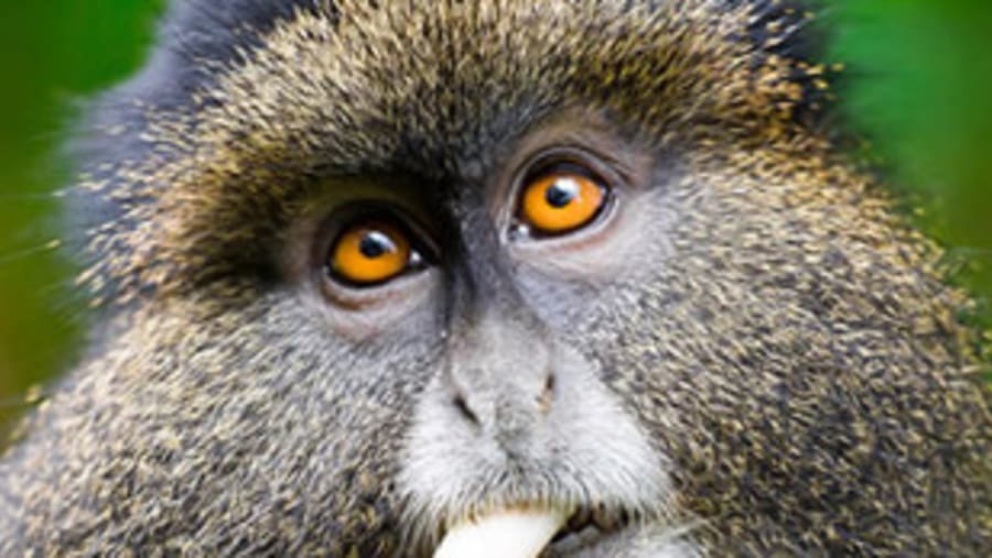 Bisoke Hike & Golden Monkey Trekking