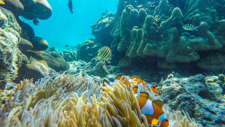 Admire the marine life