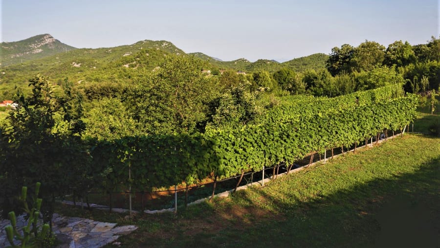 Winery visit - Monte Mare Travel
