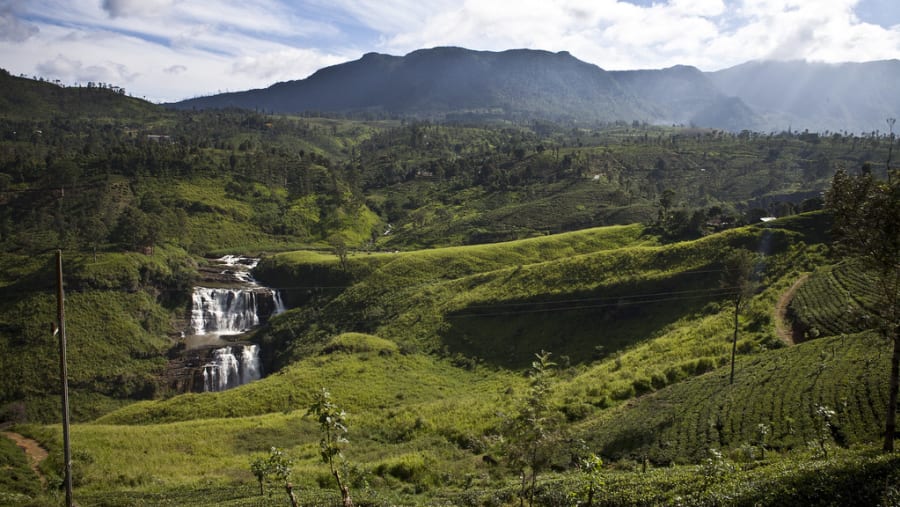 Tea Plantations, Nuwara Eliya