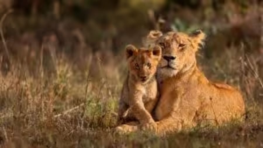 African Lions