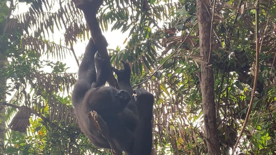 Gorilla in Lesio-Louna Wildlife Reserve