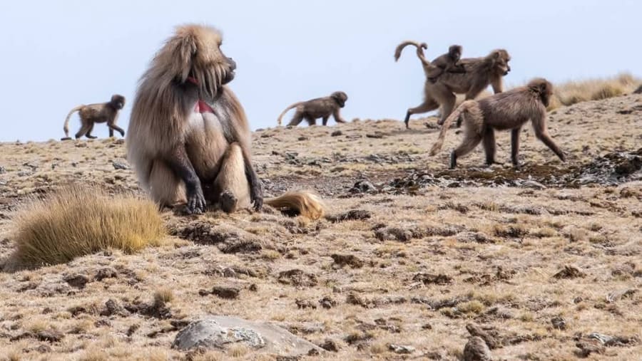Gelada