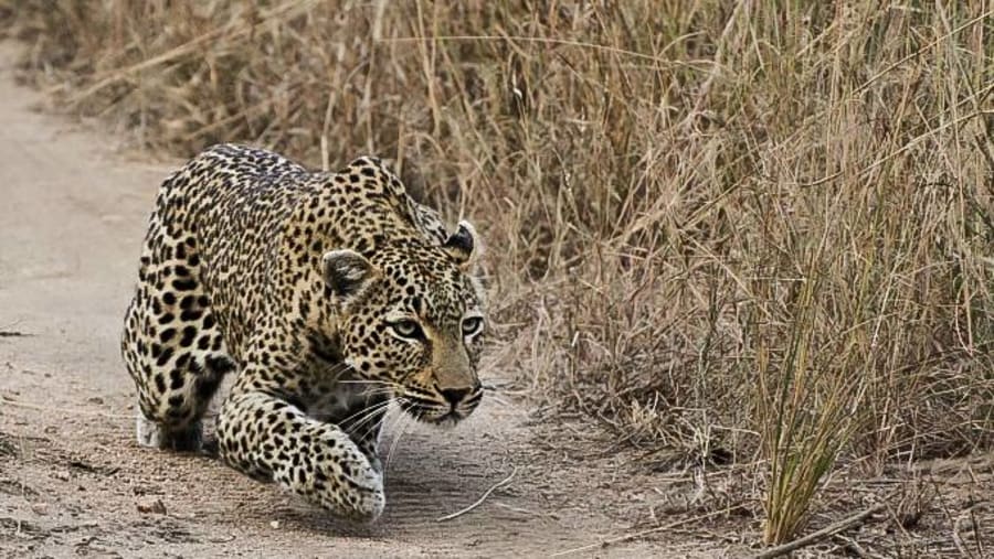 Leopard at Tarangire National Park