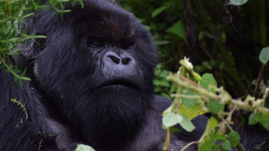 Witness the African wildlife