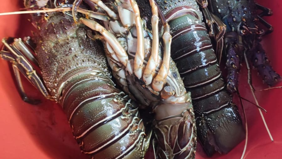Lobster