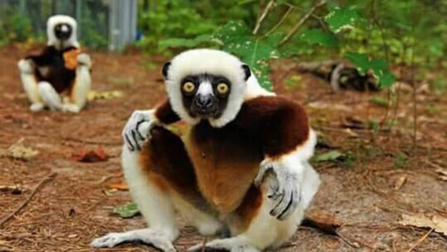 See Lemurs at the Lemurs' park
