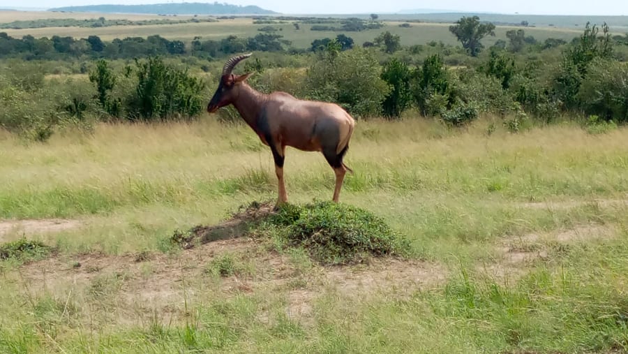 Hartebeest
