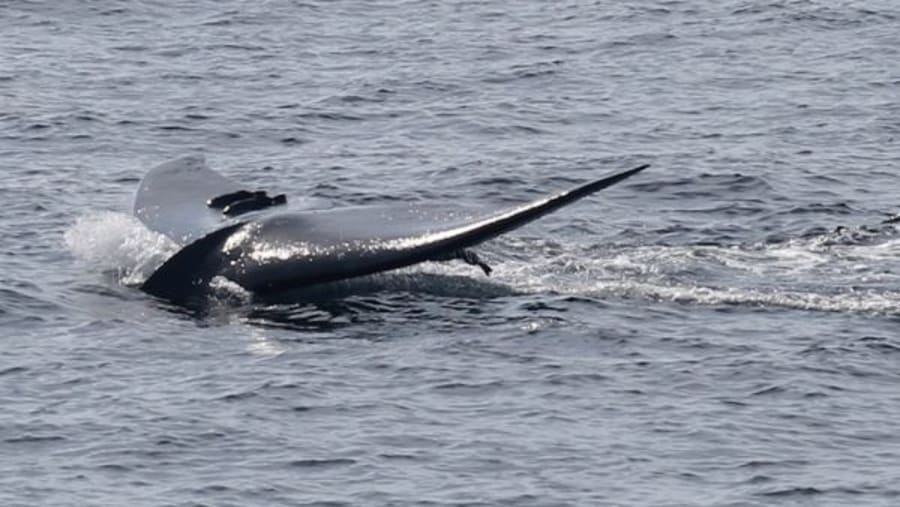 Enjoy Whale Watching in Mirissa, Sri Lanka