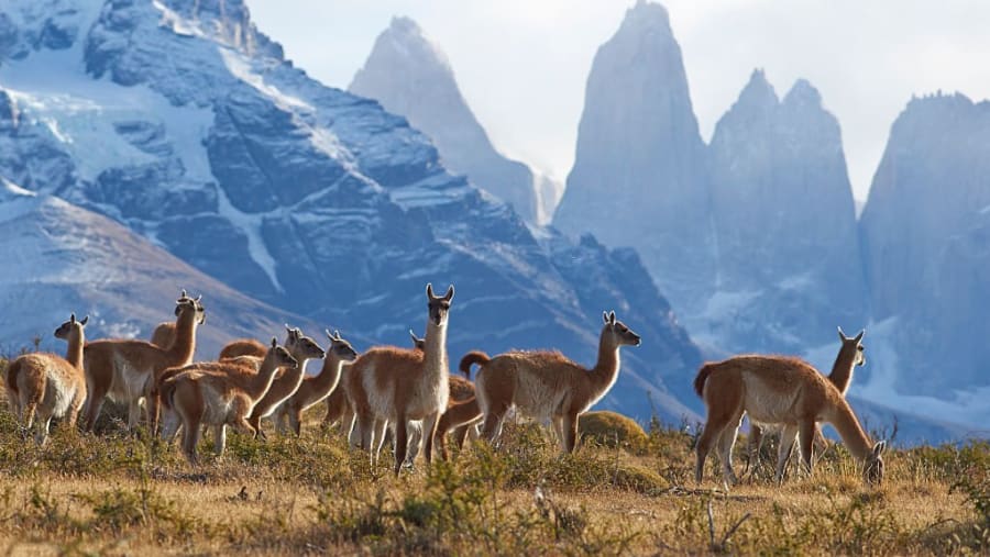 Explore the diverse flora and fauna at Torres del Paine National Park
