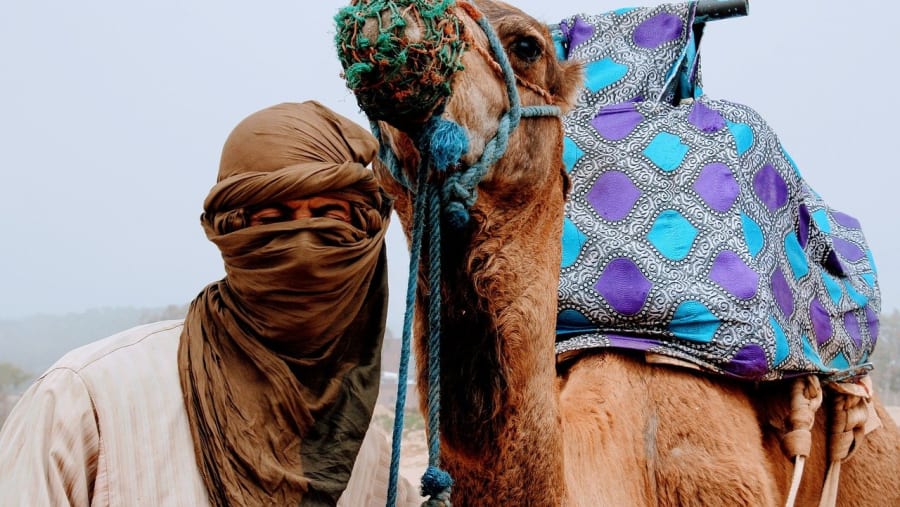 Camel