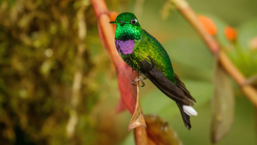 Purple-bibbed Whitetip