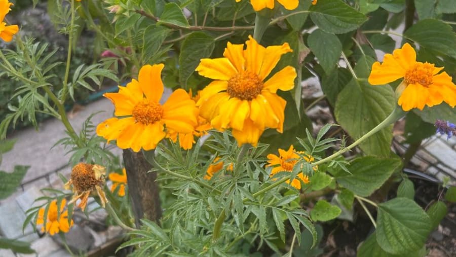 City garden Tour+ Composting Tecniques+ Salad