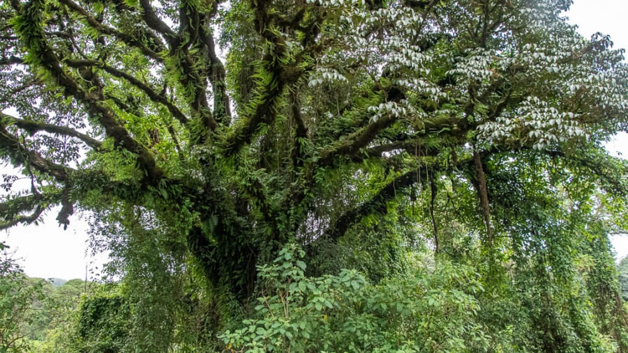 Harenna Forest, Ethiopia