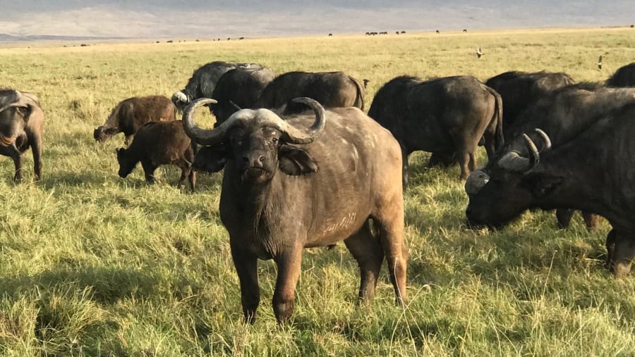 Buffalos grazing at Serengeti