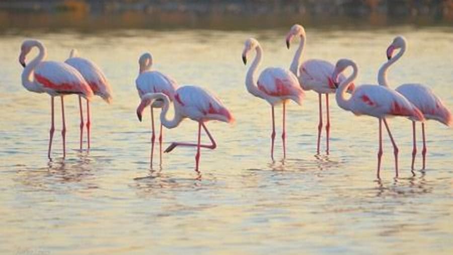 Pink Flamingoes of Salina Dei Monaci, Taranto