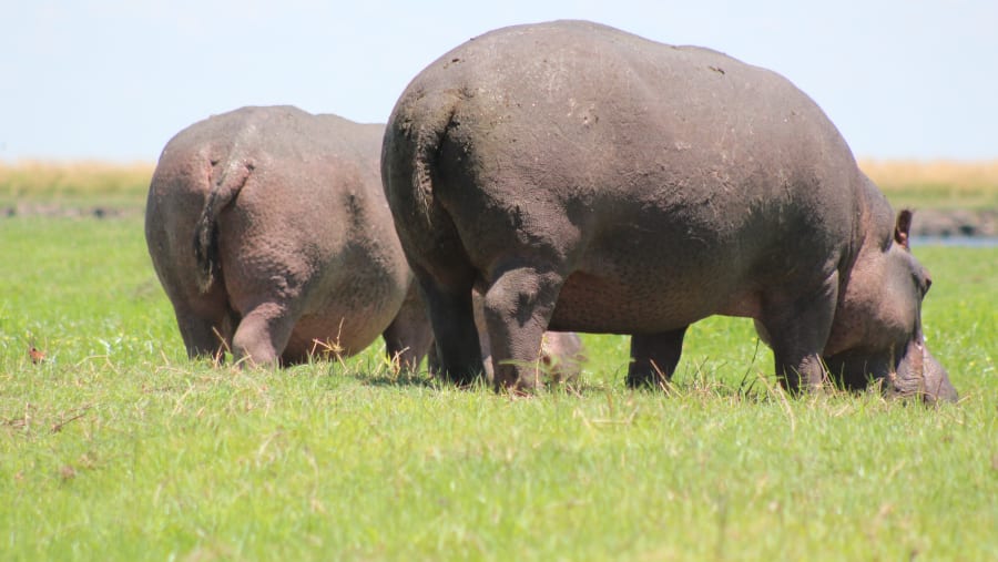 Hippo encounters