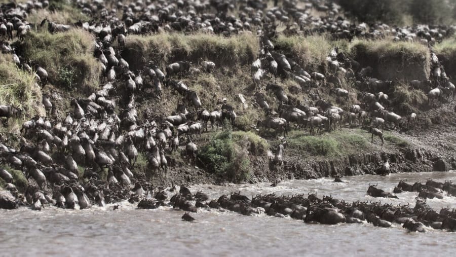 See a herd of wildebeests