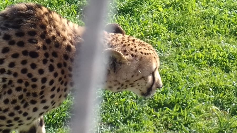 Cheetah at the Cheetah Conservation and Rehabilitation Centre