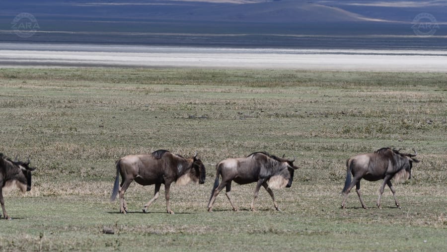 wildebeests on their way