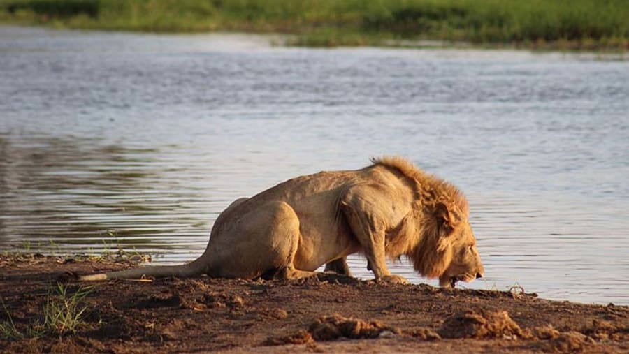 Lion Drinking Water from the Chobe River