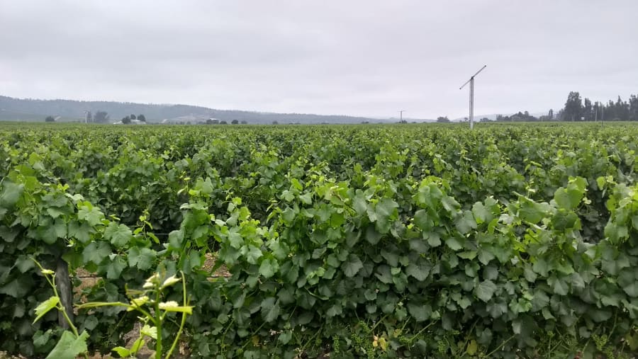 Los viñedos