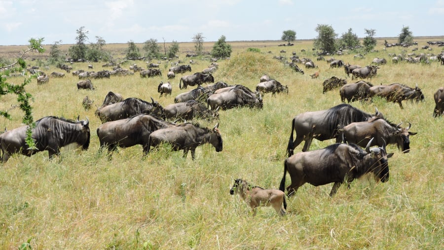Wildebeest Migration