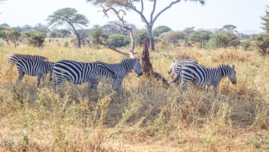 Spot the African zebra during game drives