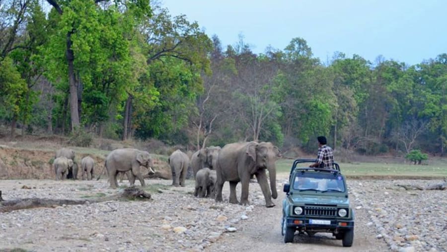 Elephants