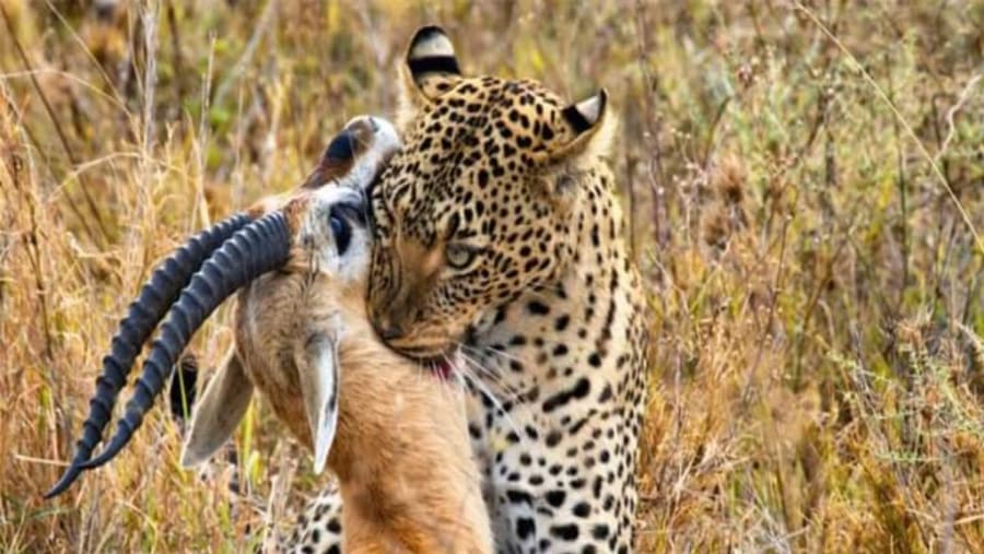 Wildlife Experience