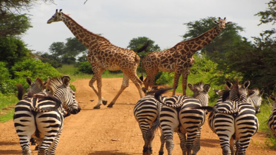 African Wildlife
