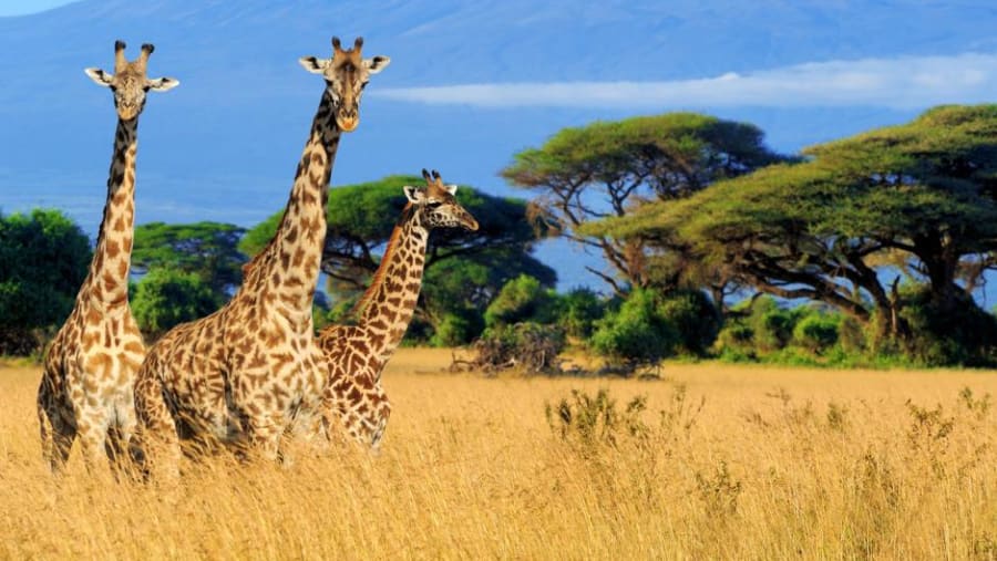 Amboseli National Park