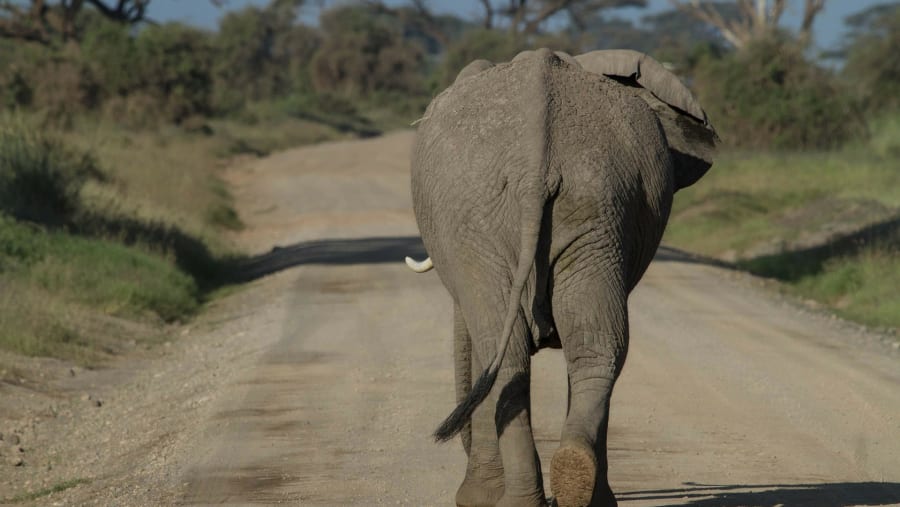 Elephants in Amboseli National Park