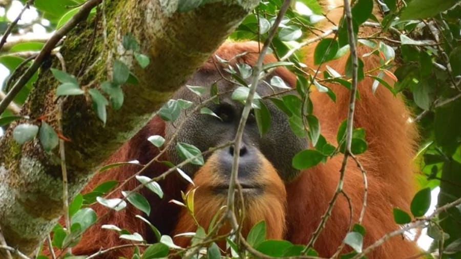 Tapanuli orangutan